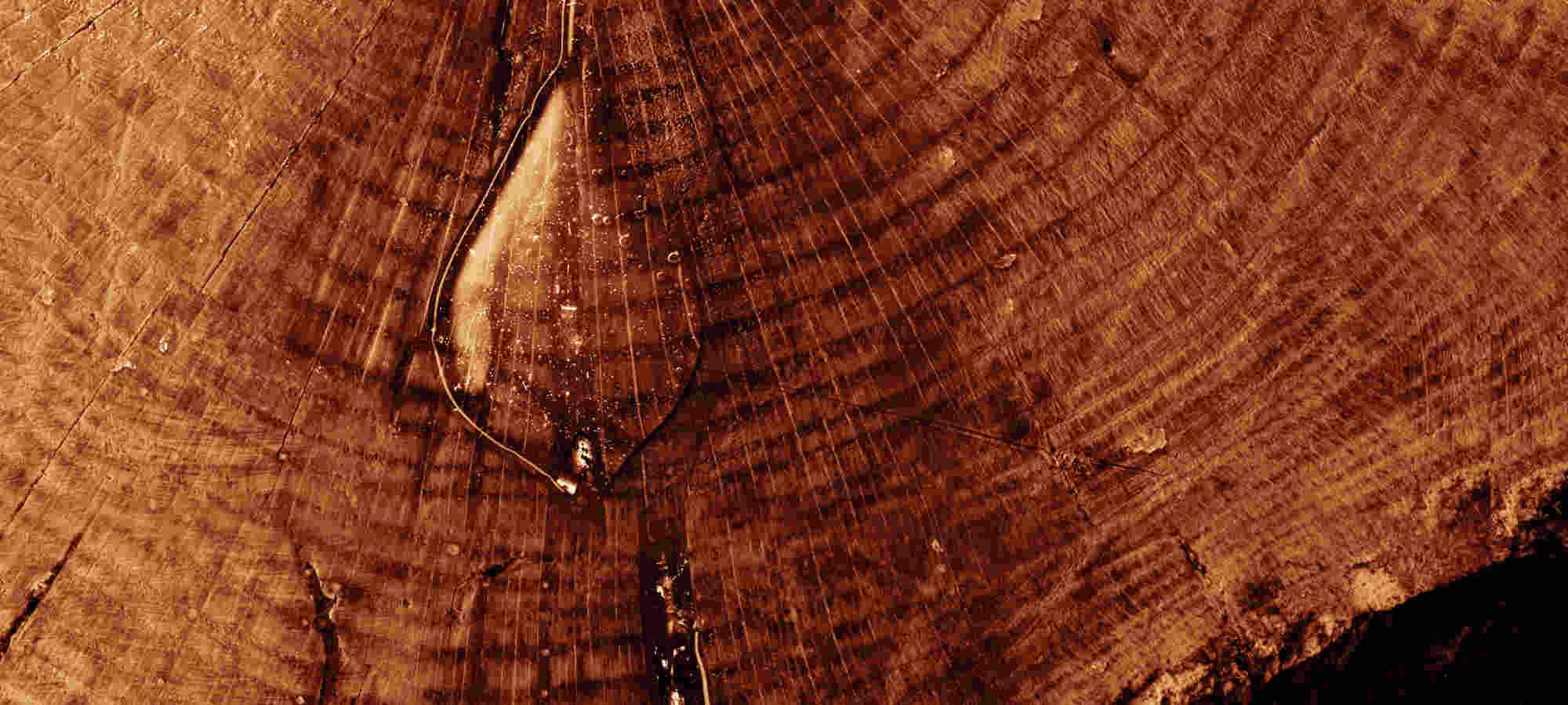 CEDARWOOD ESSENTIAL OIL